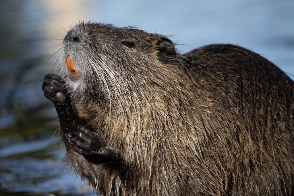 French Nutria in the River