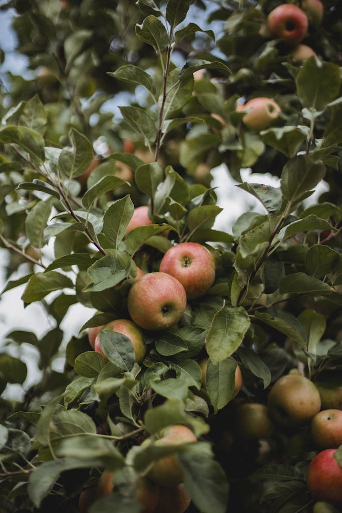 From below of fresh apples growing on tree in garden in farm in countryside