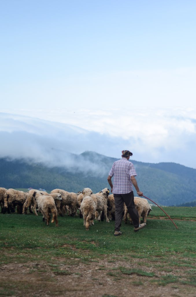 King Charles Seeks Shepherd with Dog to Handle 2,000 Royal Sheep—Bring Your Woolly Game!