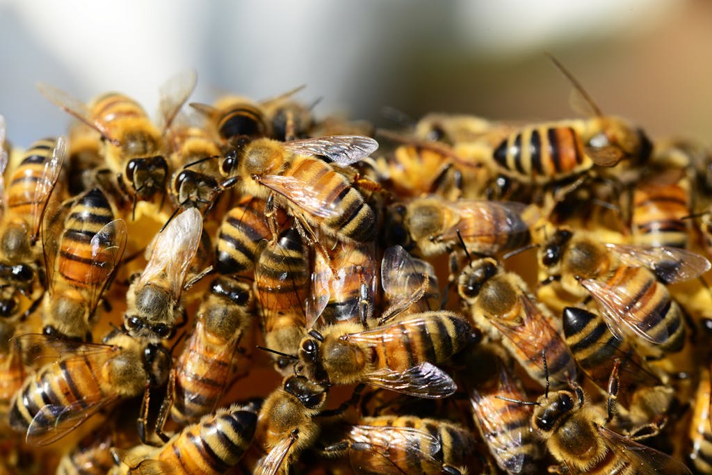 “Bees Swarm Firefighters Battling Blazing California Wildfire”