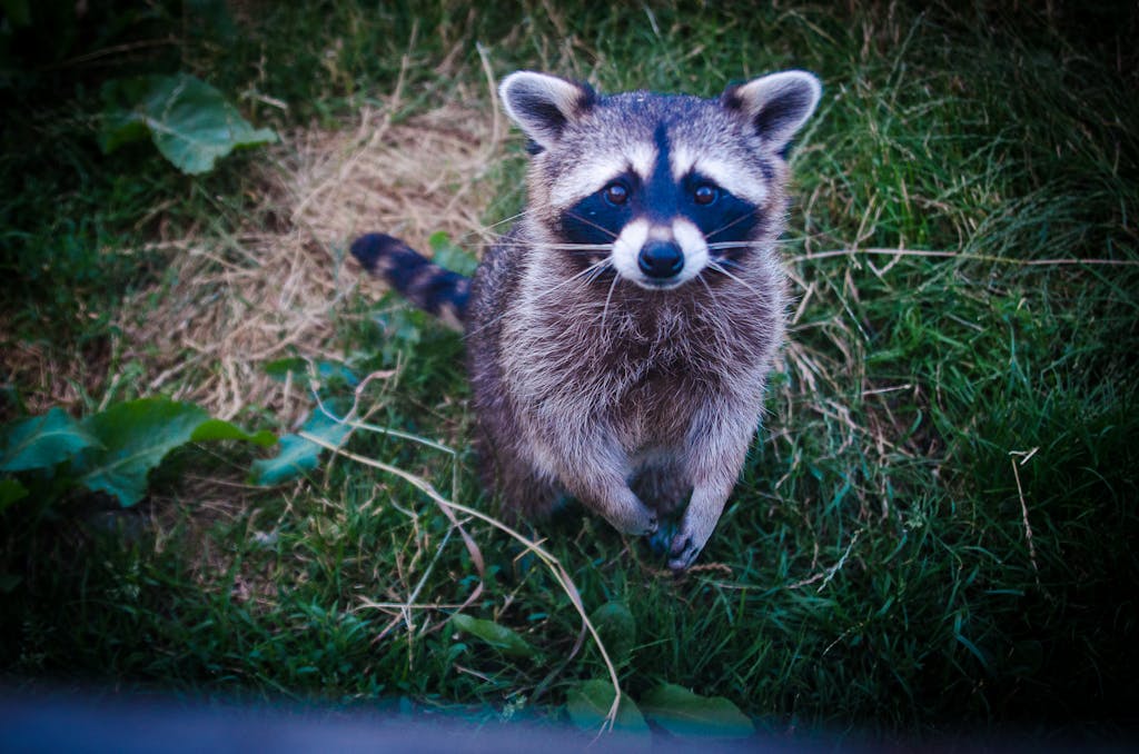 Raccoon Drops From Ceiling, Chaos Erupts at LaGuardia Airport!