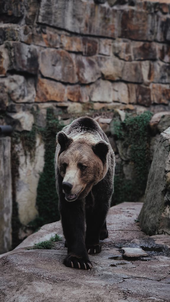 Brown Bear in Zoo