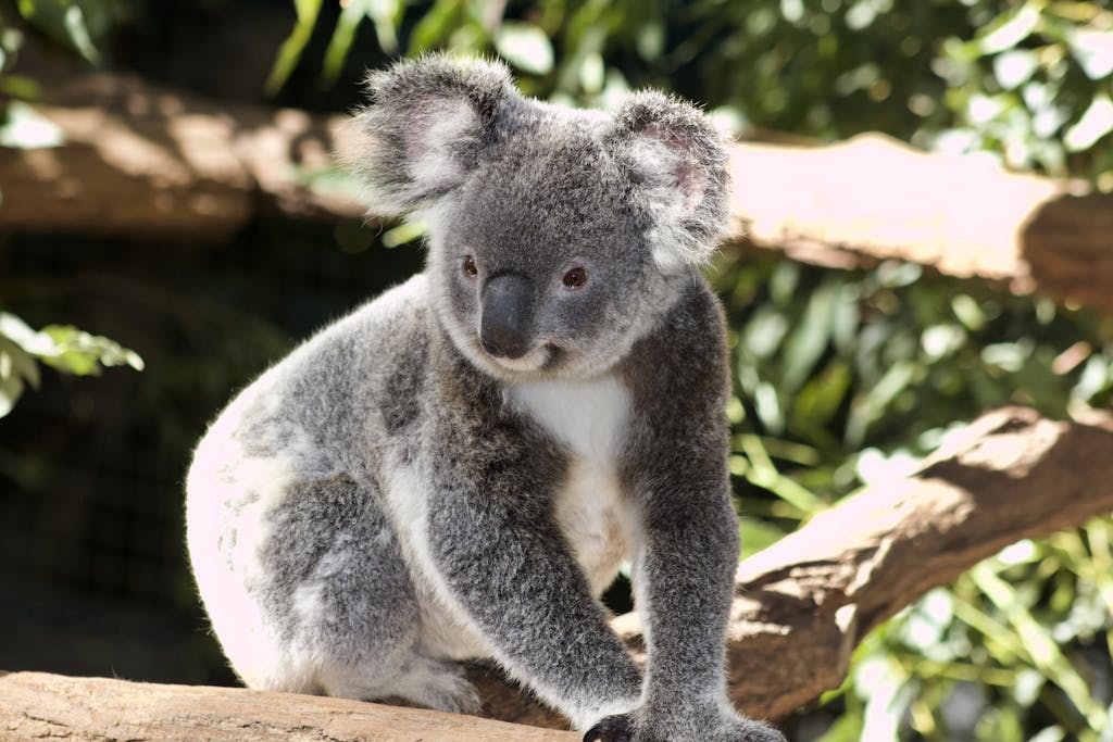 Surprise Visitor: Koala Caught Chilling in Aussie Couple’s Bedroom!