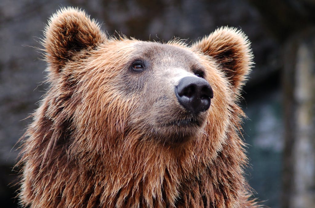 Bear-y Bold Scam: Fake Bear Attacks Cars for Insurance Cash, Say California Officials